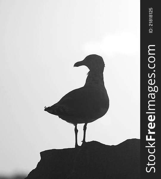 A black and white silhouette of a gull on a rock at sunset. A black and white silhouette of a gull on a rock at sunset.