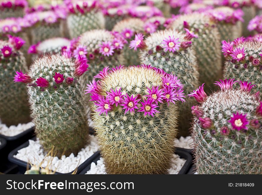 Cactus plants with pink flowers