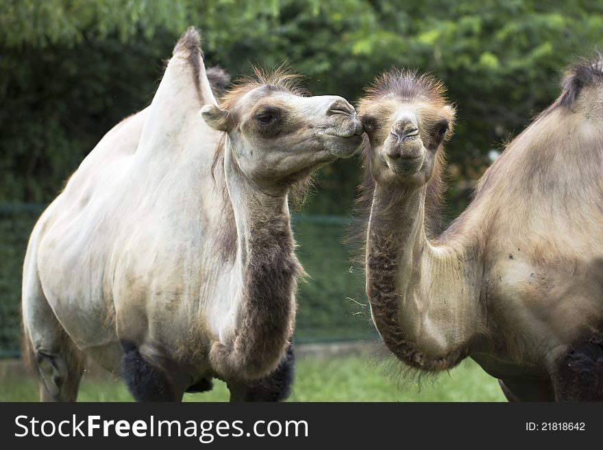 Two friendly camels in local zoo. Two friendly camels in local zoo