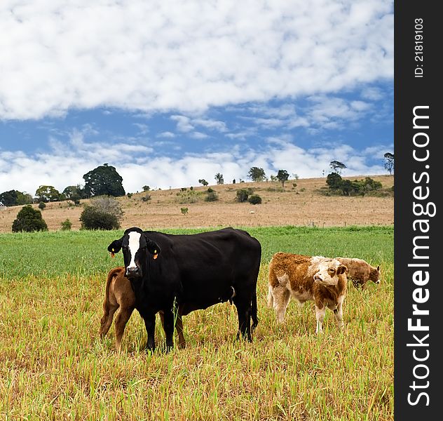 Black Cow, Brown Calves, Blue Sky And Clouds