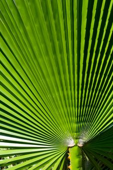 Closeup Palm Leaf Royalty Free Stock Photos