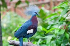 Maroon-breasted Crowned Pigeon Royalty Free Stock Photos
