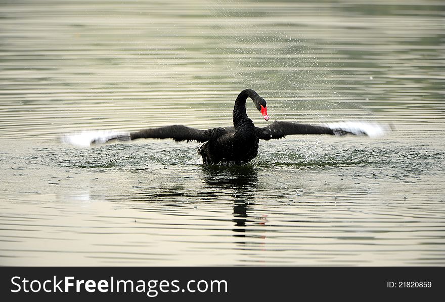 Black Swan in the pond bath. Black Swan in the pond bath
