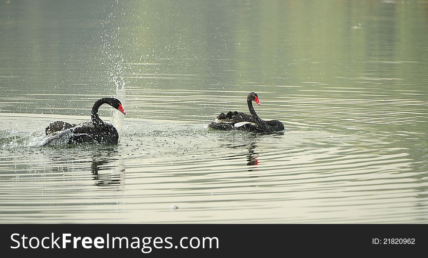 Black Swan in the pond bath. Black Swan in the pond bath