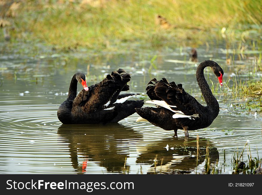 There are two black swan pond