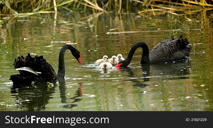 Black Swan in the pond to take care of new born children.