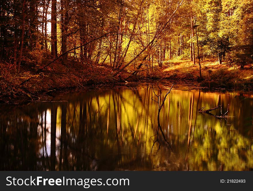 Gold Autumn in Polish forest