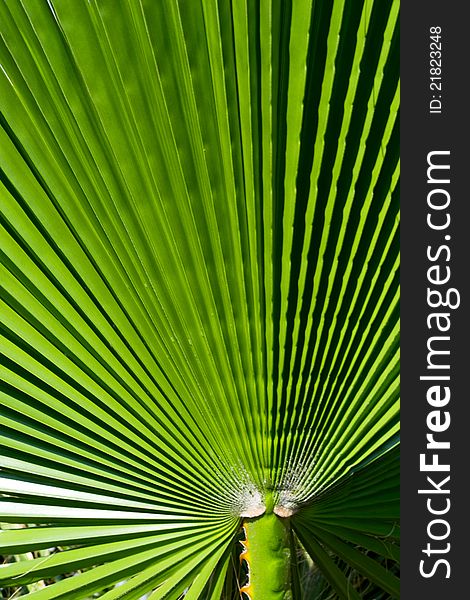 Closeup Palm Leaf