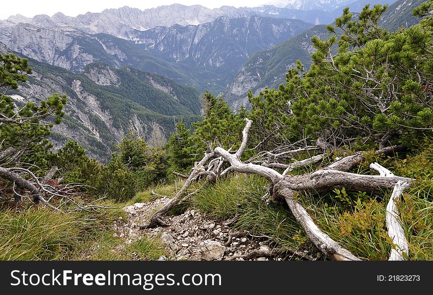 Landscape of flora and mountains in Slovenian Alps