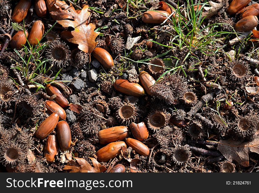 Acorns in the wood, it's autumn.