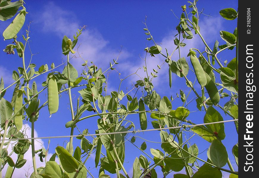 Green peas growing on a farm, against the blue sky