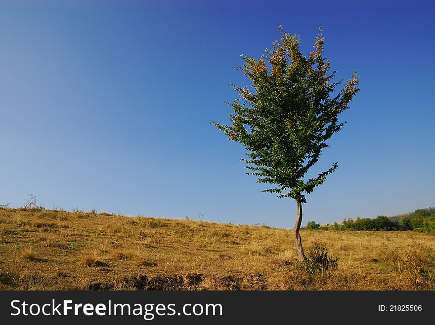 Lonely tree on blue sky and green grass