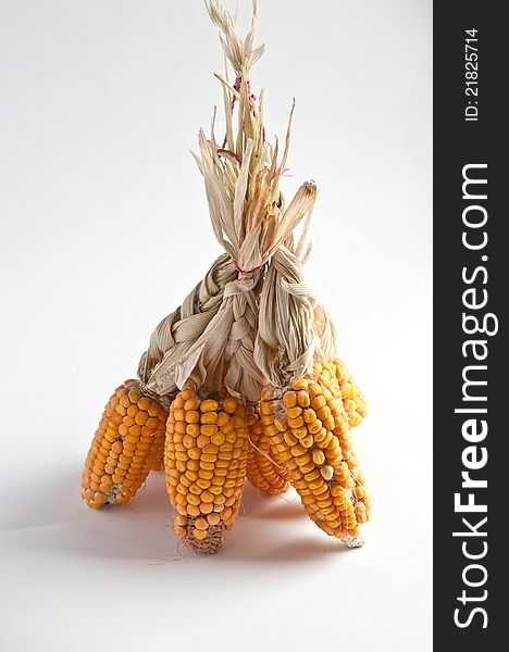 Corn on the cob in the associated bundle photographed against a white background. Corn on the cob in the associated bundle photographed against a white background