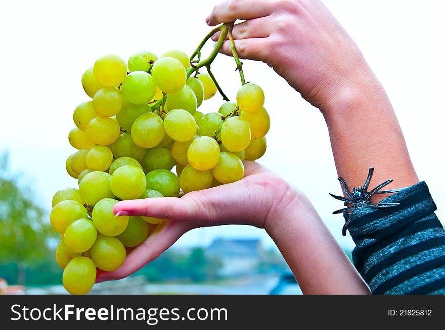 A large branch of white sweet grapes in the hands of the girl in the sky. A large branch of white sweet grapes in the hands of the girl in the sky