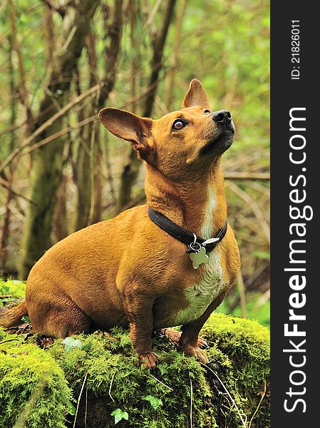 A cute attentive Dachsund, sat on a moss covered log in woodland. A cute attentive Dachsund, sat on a moss covered log in woodland.