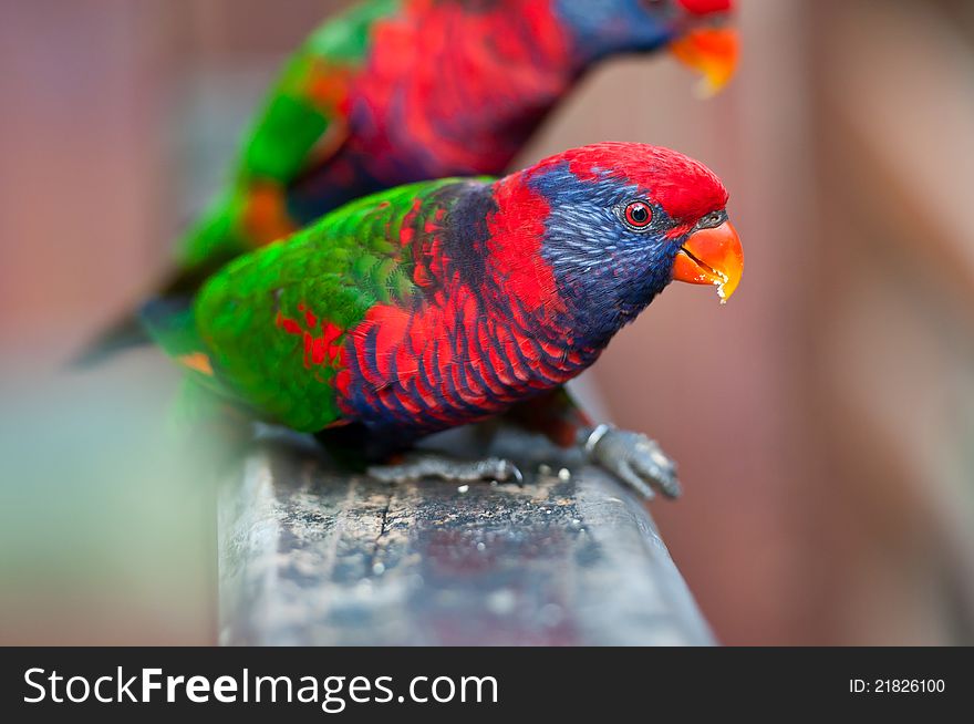 Blue-throated barbet