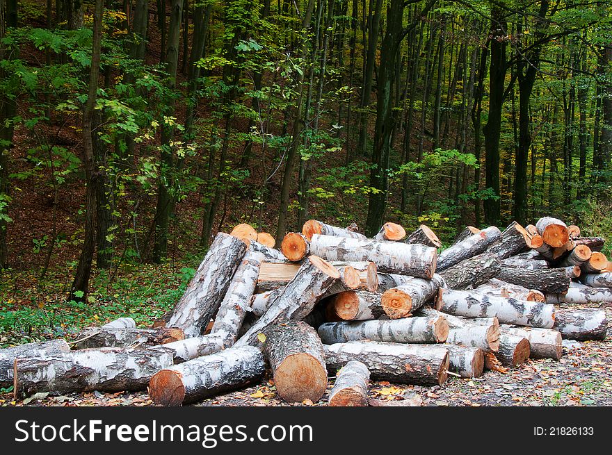 Wood of birch, sawed in the forest in winter for heating furnace. Wood of birch, sawed in the forest in winter for heating furnace