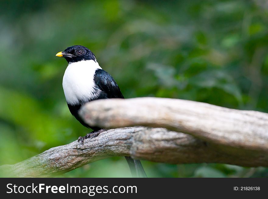 A white-necked myna is finding food on tree