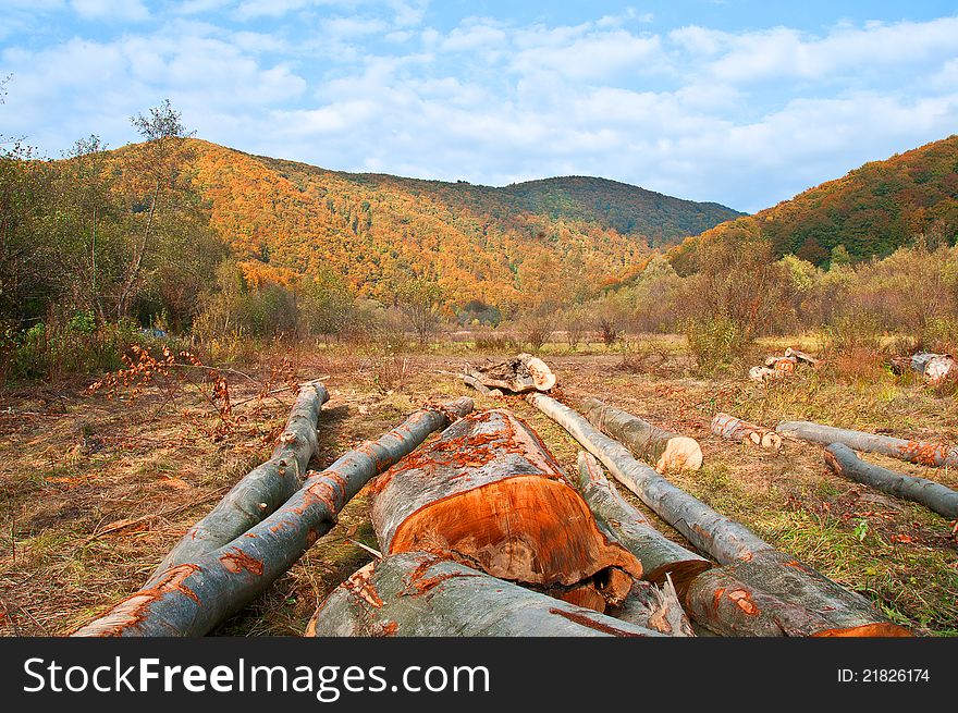 Cut trees are beech, in a clearing on a background of mountains. Cut trees are beech, in a clearing on a background of mountains