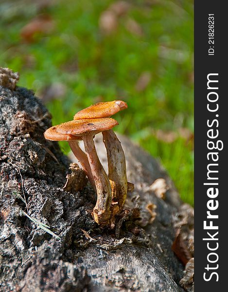 Mushrooms growing on a stump (honey agaric) of the clearing in the woods. Mushrooms growing on a stump (honey agaric) of the clearing in the woods