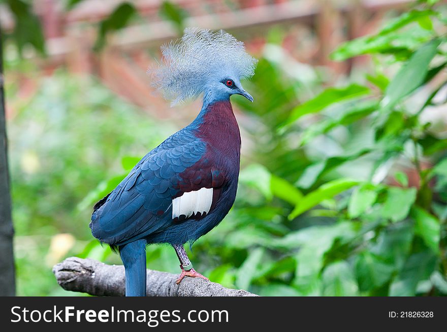 A maroon-breasted crowned pigeon on tree with green leaf background