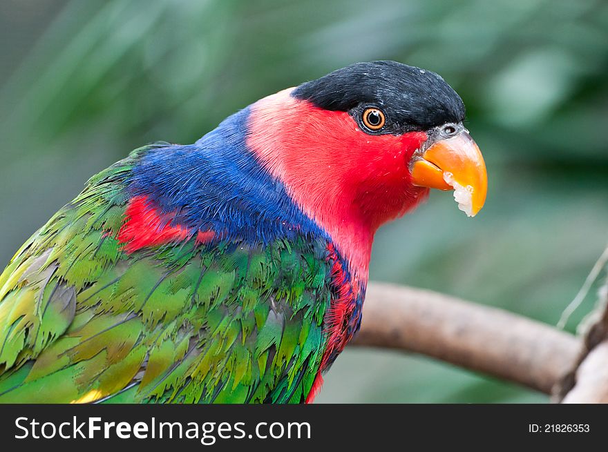 Close up protrait of a cute colorful parrot