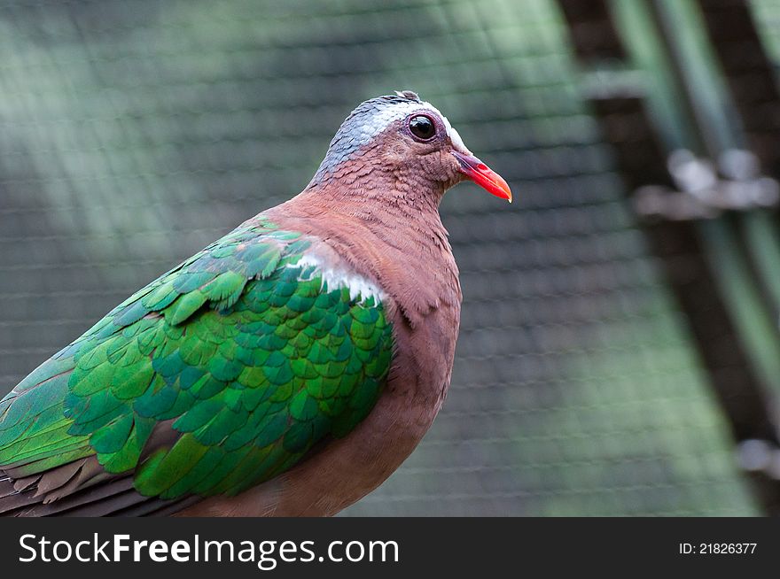 Close up protrait of a cute green dove