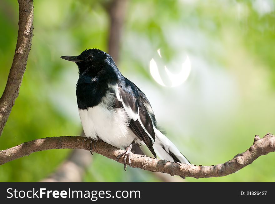 A black and white magpie is finding food on tree