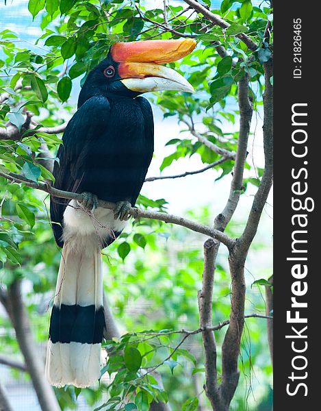 A tropical toocan with big orange beak