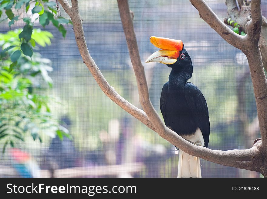 A tropical toocan with big orange beak in a tree