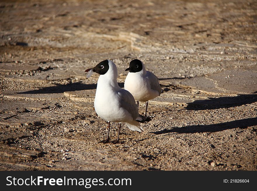 Wild Life Of Andes Mountain Range