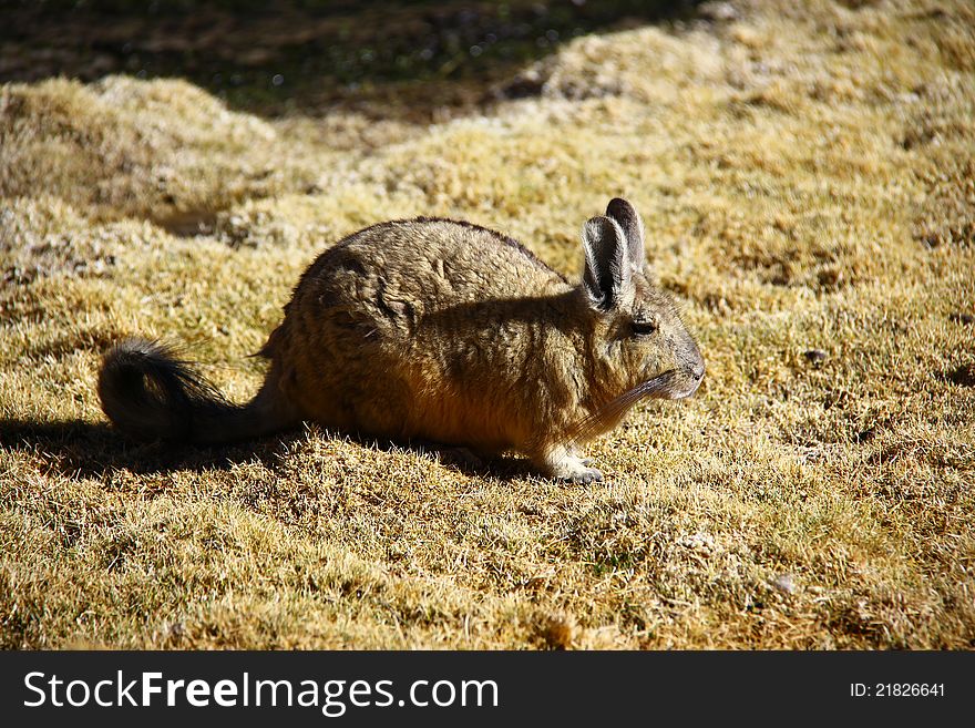 Vizcacha, kind of chinchilla living in the altoplano of chile