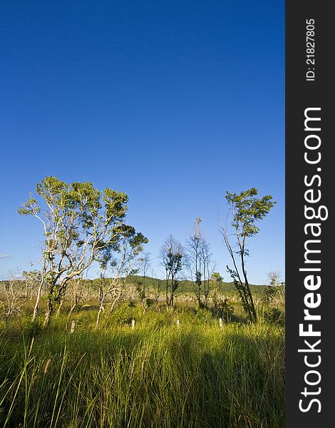 Green tree in clear sky background. Green tree in clear sky background.