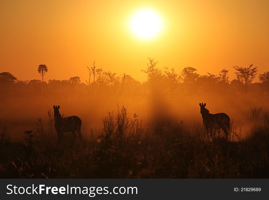 Zebras At The Sunrise