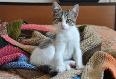 Kitten On Hand-knit Blanket Stock Image