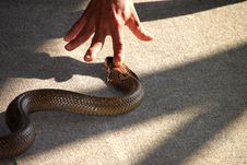 Intimidating King Cobra Snake Head Royalty Free Stock Images Intimidating King Cobra Snake Head Royalty Free Stock Images