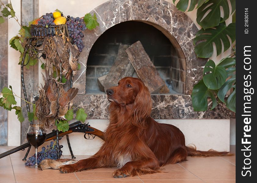 Gun dog with trophies