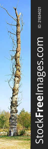 Image of an empty tree trunk