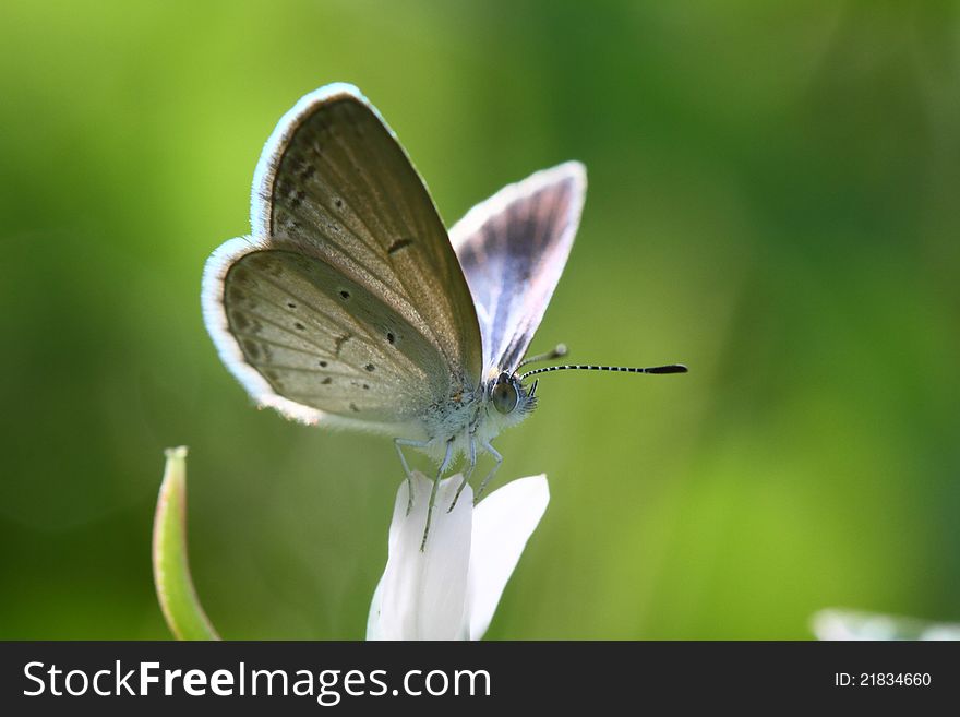Close up of Butterfly, Lesser Grass Blue