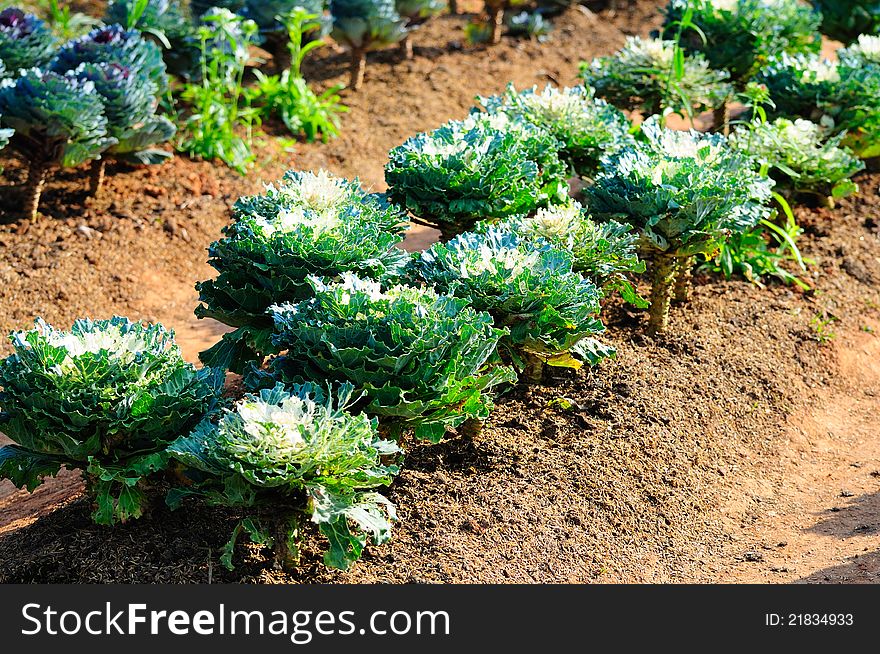 The cabbage plant in farm