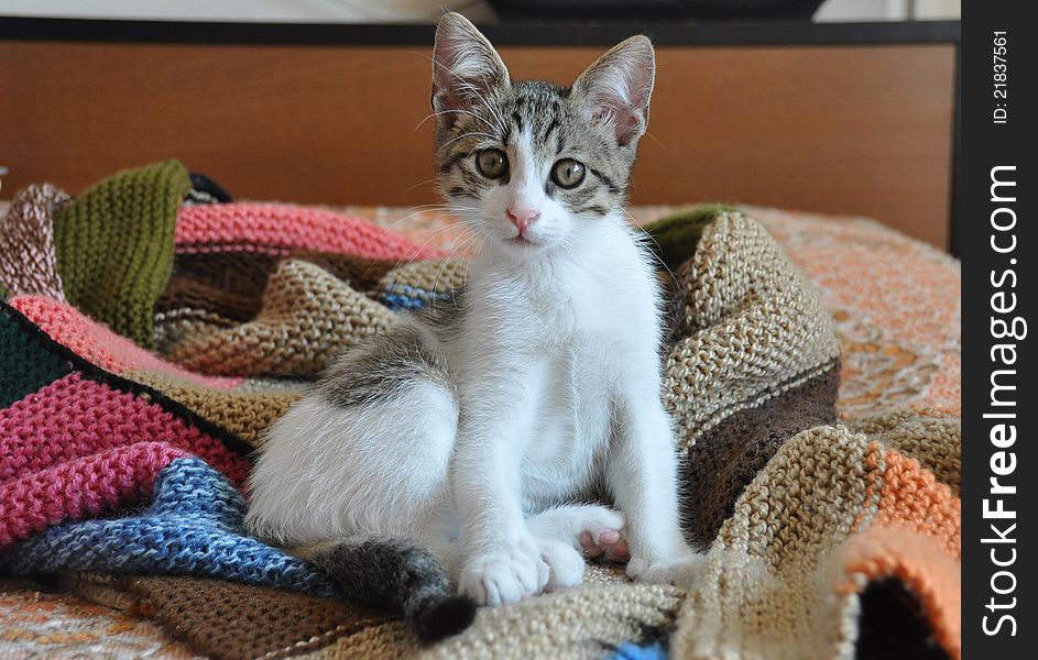 A cute, fluffy partially tabby white kitten standing on a colorful blanket hand-knit with blue, pink, beige, brown, black, green, orange acrylic and wool yarns. A cute, fluffy partially tabby white kitten standing on a colorful blanket hand-knit with blue, pink, beige, brown, black, green, orange acrylic and wool yarns.