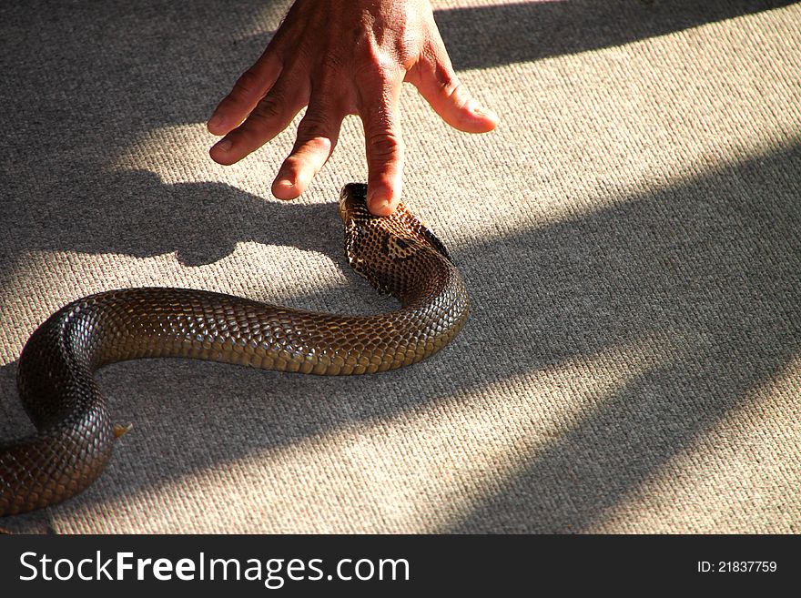 Intimidating king cobra snake head