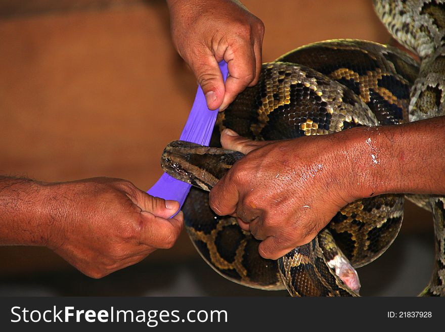 An elastic band is hold in the python mouth for showing how much sharpness of its teeth