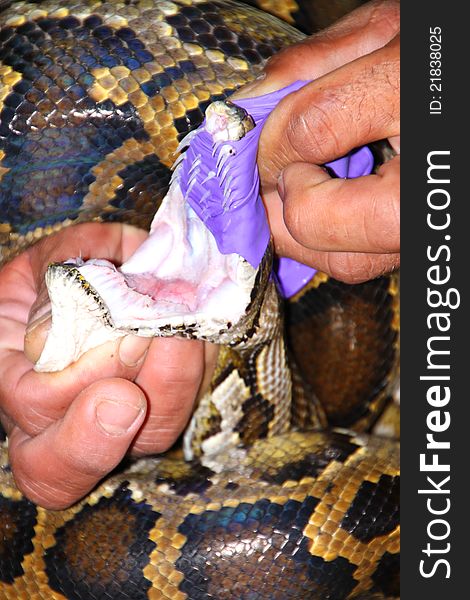 An elastic band is hold in the python mouth for showing how much sharpness of its teeth. An elastic band is hold in the python mouth for showing how much sharpness of its teeth