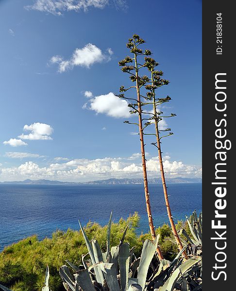 The mainland of Turkey viewed from the northern shor of Rhodes in Greece, aloe vera in forground. The mainland of Turkey viewed from the northern shor of Rhodes in Greece, aloe vera in forground
