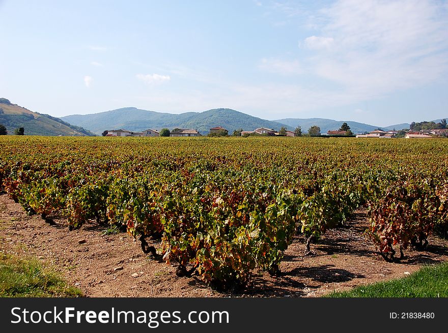 Beaujolais Vineyard, France