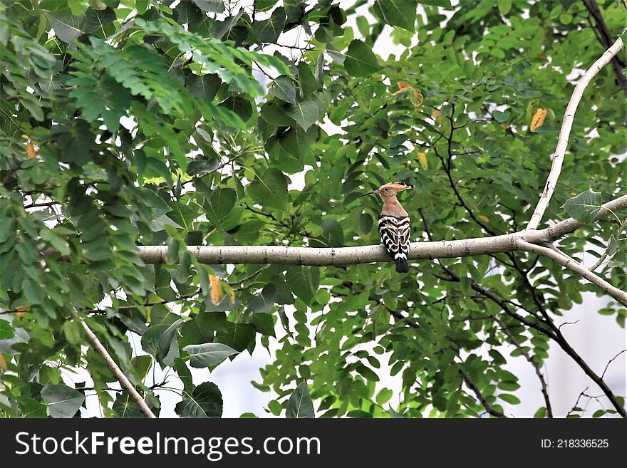 A hoopoe is standing on a branch.