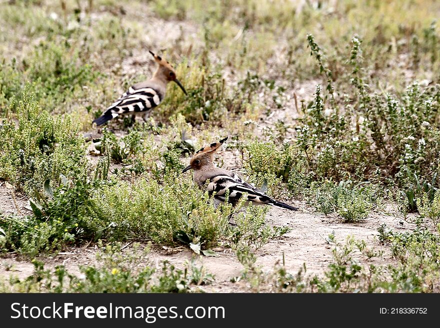 Two hoopoes swaying on ground and searching food.