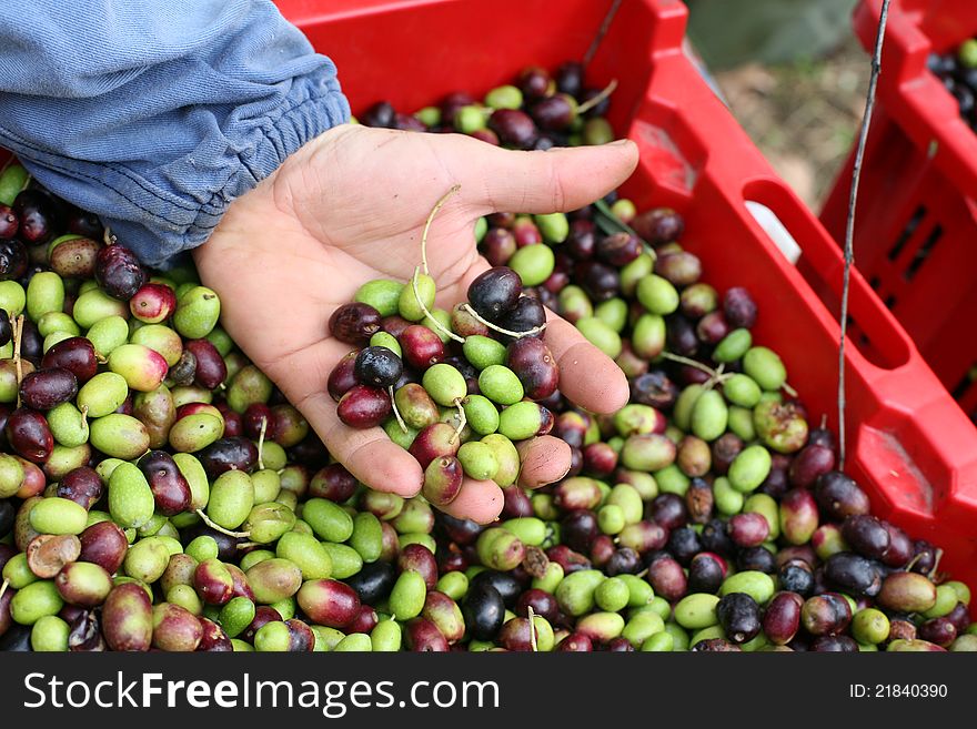 Good handful of ripe olives. Good handful of ripe olives