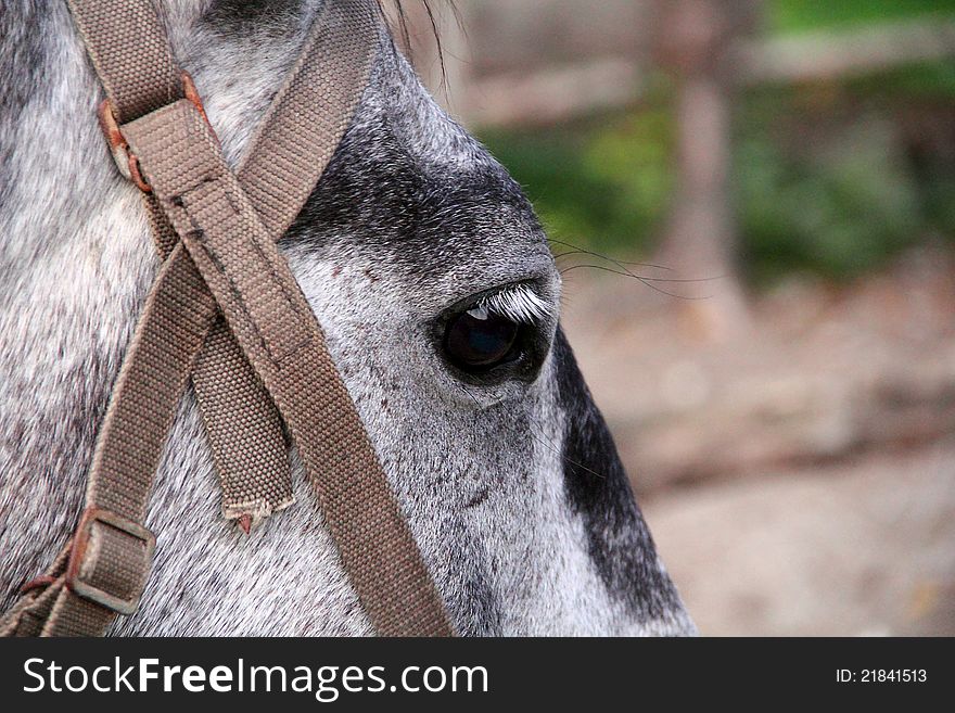 Picture With Horse Head And Eye